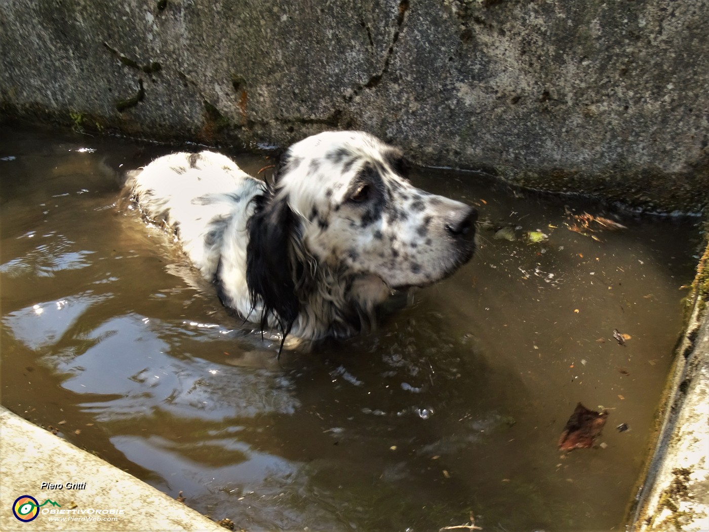 62 Ennesimo bagnetto, stavolta in acqua non melmosa....JPG